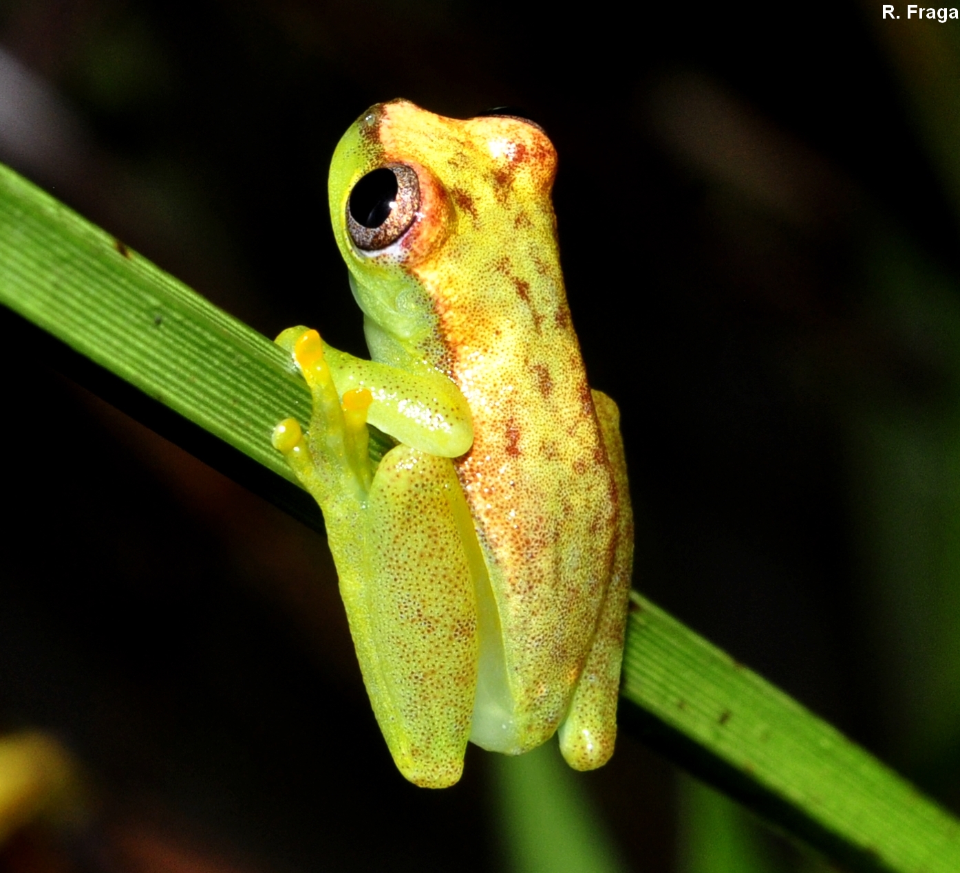 Dendropsophus sp 1 ppbio.inpa.gov.br/inicio